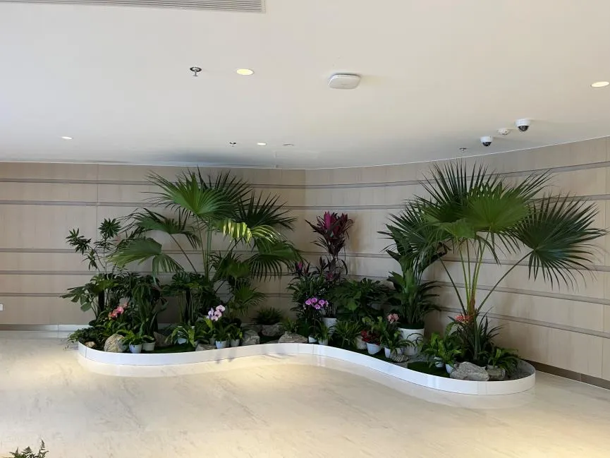 杭州湾植物租赁价格实惠 杭州湾植物租赁价格实惠